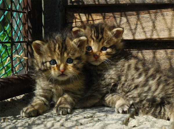 120607_kockydivoke.jpg